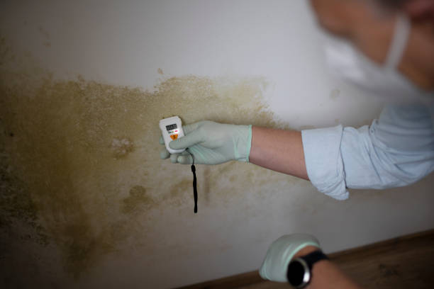 Best Environmental Consulting for Mold Prevention  in Rockwood, TN